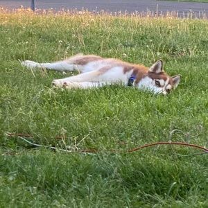 Meet your Posher, Tatum